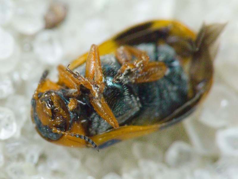 Coptocephala unifasciata (Scopoli, 1763)